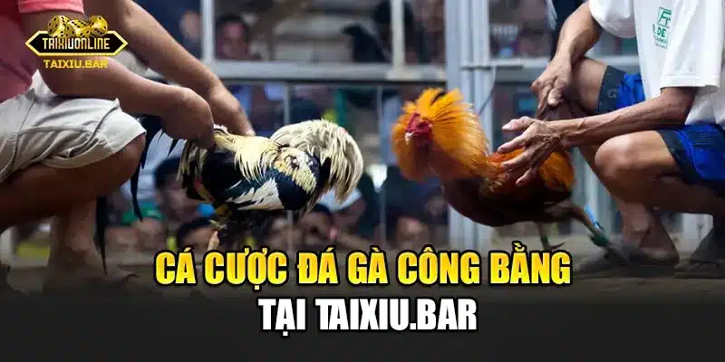 Cá cược đá gà công bằng tại Taixiu.bar