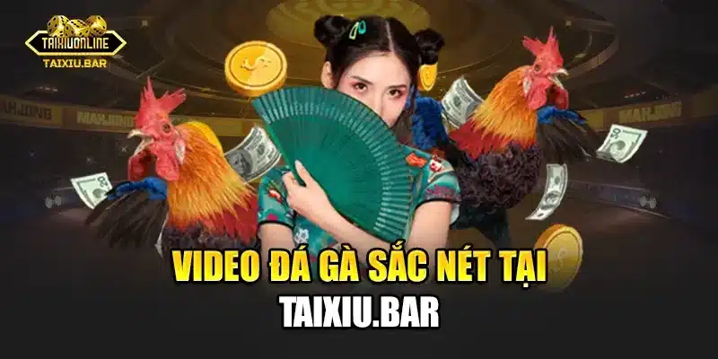 Video đá gà sắc nét tại Taixiu
